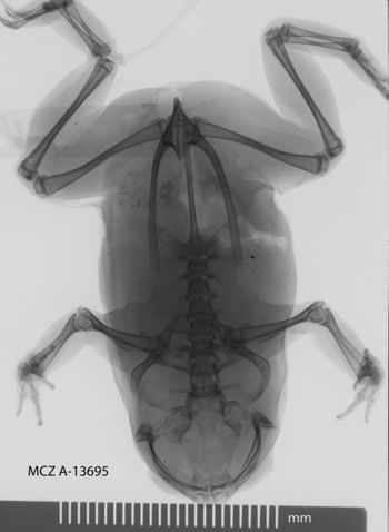 Media type: image;   Herpetology A-13695